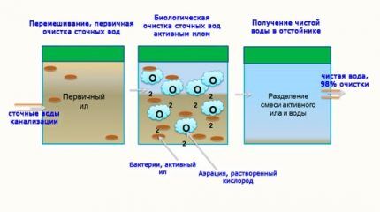 Принцип работы бактерий для септиков доктор робик Принцип действия биологической очистки стоков с применением биопрепаратов