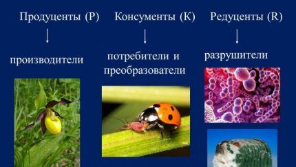 Роль бактерий в биологической цепочке roebic3