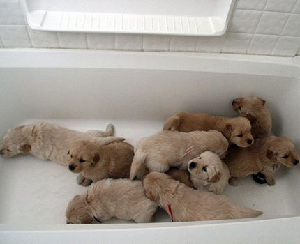 Купание животных в акриловой ванне